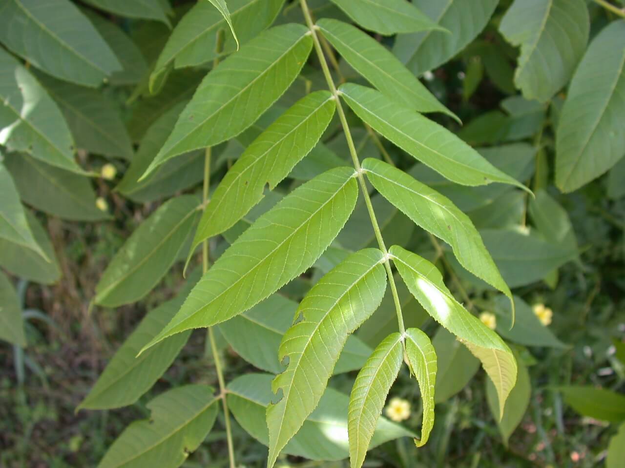 Black Walnut compound leaf with serrated leaflets