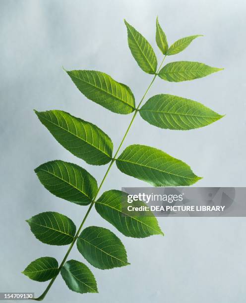 Black Walnut compound leaf against a pale background