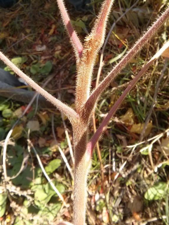 Close view of the fuzzy stem and twigs of Staghorn Sumac