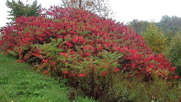 A colony of Staghorn Sumac showing red fall foliage