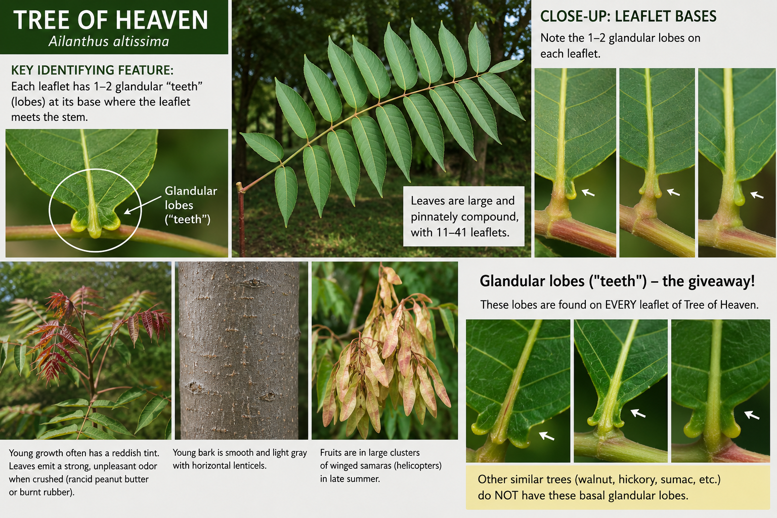 Tree of Heaven identification guide highlighting the glandular lobes at the base of each leaflet