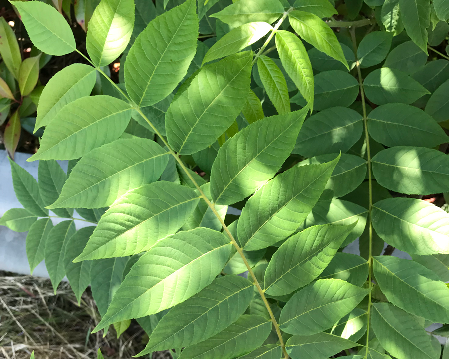 Tree of Heaven compound leaves and leaflets
